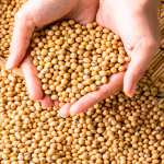 Soybeans, ukrainian origin
