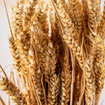Wheat, ukrainian origin