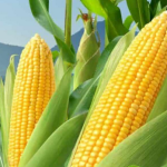 Corn (Maize)