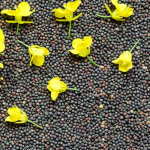 Rapeseeds, ukrainian origin