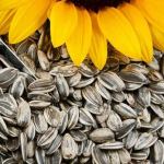 Sunflower seeds